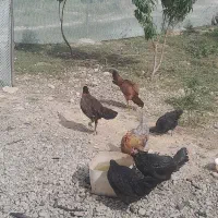 افغان و لاری