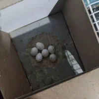 عروس هلندی|پرنده|تربت جام, شاهد|دیوار