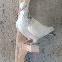 سینه سوسنی ابی|پرنده|شیراز, شیشه‌گری|دیوار