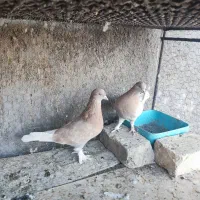 زرد پرشی|پرنده|مبارکه, |دیوار