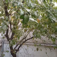 سوئیت ۴۰ متری در محله صدر