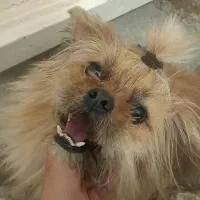 گمشده|حیوانات|بومهن, |دیوار