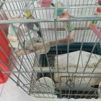 عروس هلندی و طوطی برزیلی|پرنده|تهران, خانی آباد نو شمالی|دیوار