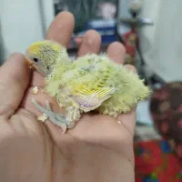 جوجه برزیلی کوتوله.جوجه عروس هلندی.جوجه راهب