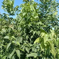 فروش باغ در کندل
