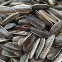 بذرتخمه آفتابگردان و بذر پیاز قرمز