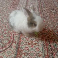 خرگوش مینیاتوری بازیگوش|موش و خرگوش|سنندج, |دیوار