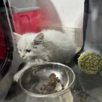 گربه پرشین کلاسیک