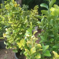 فروش  شمشاد طلایی و سیکاس|گل و گیاه طبیعی|رشت, منظریه|دیوار