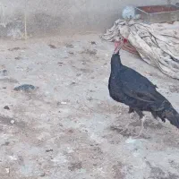 بوقلمون