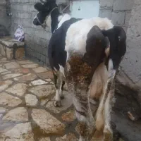 گاوگوساله جوان شکم دوم مالچه