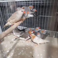 فنج|پرنده|بندرعباس, |دیوار