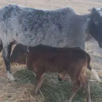 فقط معاوضه با گاو تازه زا شیری|حیوانات مزرعه|جازموریان, |دیوار