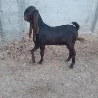 نری پاکستانی|حیوانات مزرعه|مرودشت, قانون|دیوار