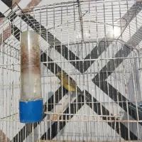 فروش قناری نر. و مرغ عشق جفت با جوجه.|پرنده|فسا, |دیوار