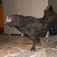 مرغ مرندی|حیوانات مزرعه|هشتگرد, شهرک راه آهن|دیوار