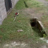 علف زنی و هرس کردن درختان با دستگاه|خدمات باغبانی و درختکاری|رشت, حومه رشت|دیوار