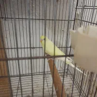 مرغ عشق زیبا|پرنده|رشت, شهریاران|دیوار