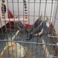 جفت عروس هلندی ۸ماهه