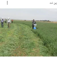 علف چینی یونجه کار باغات