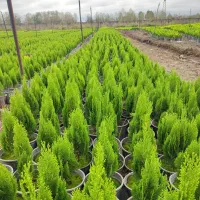 کاج کامیس نوکدار زعفرانی سبز سرطلا سایز۴|گل و گیاه طبیعی|آستانه اشرفیه, |دیوار