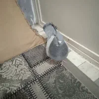 کفتر سبز نر