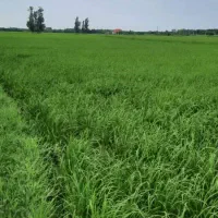 شالیزار ۲۰ تا ۸۰ هکتار