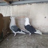 کفتر پرشی سو قدیم کاشان|پرنده|کاشان, مصلی|دیوار