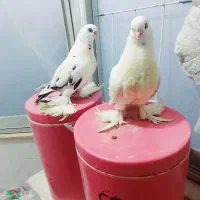یک جفت کبوتر لانگ فیس درجه یک
