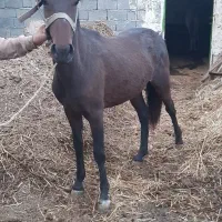 اسب|حیوانات مزرعه|ساری, |دیوار