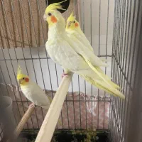 عروس هلندی مولد با ۲تا جوجه نر