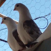 کبوتردوکت تهرونی اصل وقاب