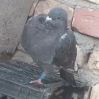 کبوتر گمشده