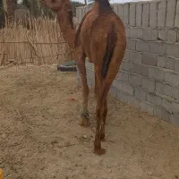 شتر ماده ۴ سال|حیوانات مزرعه|بم, |دیوار