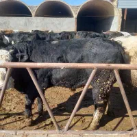 گوساله پرواری سمینتال|حیوانات مزرعه|ری, علایین|دیوار