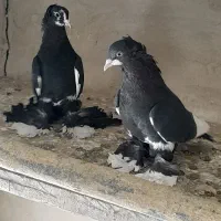 کفتر|پرنده|تبریز, |دیوار