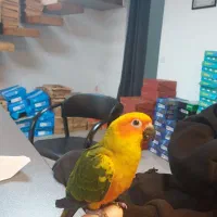 طوطی خورشیدی|پرنده|تهران, یوسفآباد|دیوار