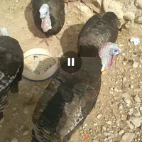 بوقلمون|حیوانات مزرعه|کازرون, |دیوار