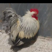 مرغ کوشین