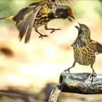 قناری سهره گلبسر