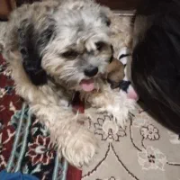 سگ ماده و 4 تا توله