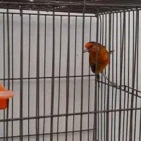 سهره قناری سرخ