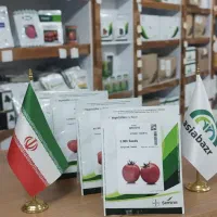 بذر گوجه بریویو برنتا از شرکت سمینیس