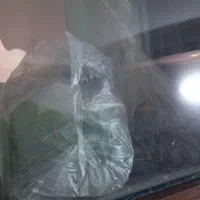 آکواریوم شیشه خم|ماهی|اصفهان, شیخ اشراق|دیوار