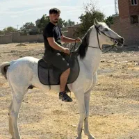 اسب سفید قد بلند