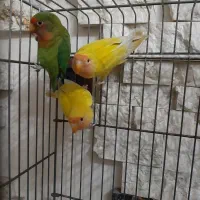 طوطی برزیلی