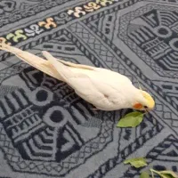پرنده