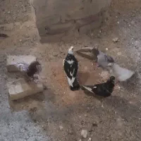 جوجه کفتر