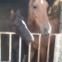 مادیان چاپاری|اسب و تجهیزات اسب‌سواری|مهریز, |دیوار