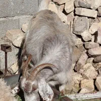 بز آبستن جوان دورگ